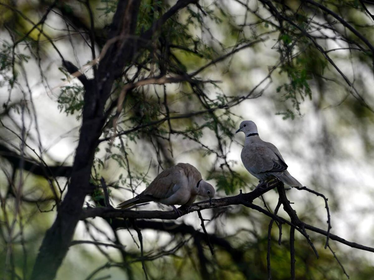 Colourful doves at Sultanpur bird sanctuary